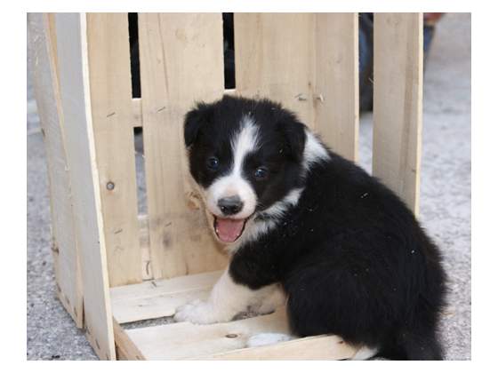 Border Collie Puppies With Health Guarantee Image eClassifieds4u