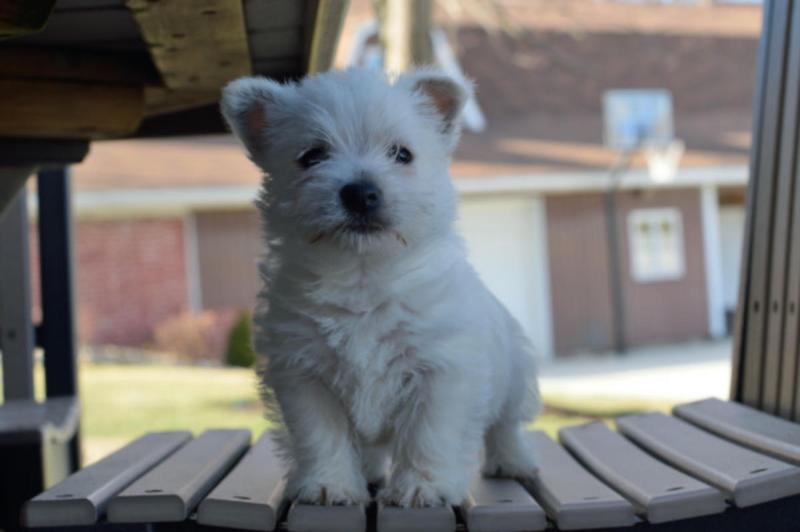 Playful, Loving West Highland White Terrier Puppies Image eClassifieds4u