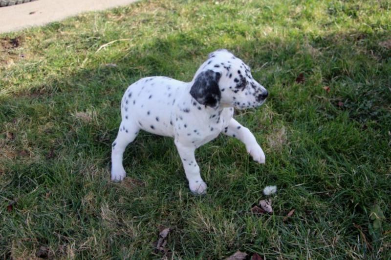 Precious Dalmatian Puppies! Ready for homes...One female one male left. Image eClassifieds4u