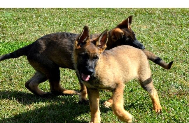 Quality German Shepherd puppies for good home. Image eClassifieds4u