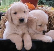 Affectionate, Playful Golden Retriever Pups