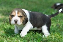 AKC registered male beagle puppy