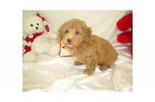 AKC teacup poodle Toby