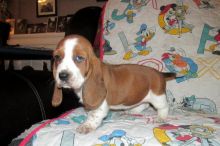 Basset Hound Pups for sale