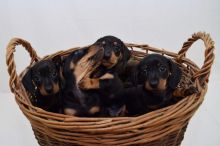 black and tan male mini dachshund puppies for adoption