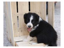 Border Collie Puppies With Health Guarantee