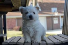 Playful, Loving West Highland White Terrier Puppies