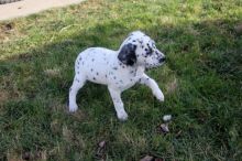 Precious Dalmatian Puppies! Ready for homes...One female one male left.
