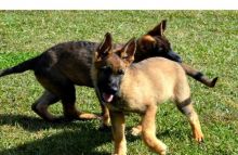 Quality German Shepherd puppies for good home.