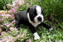 Super Sweet Boston Terrier Puppies