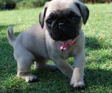 Beautiful Pug Puppies!!