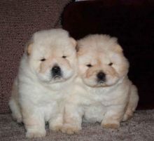 chunky Chow Chow Puppies