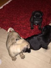 CKC Fawn and black Pug puppies 