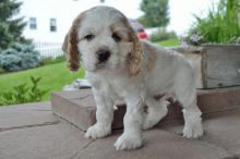 cocker spaniel puppies