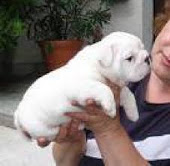 English Bulldog puppies