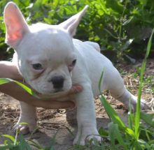 Excellent French Bulldog