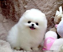 Free Pomeranians Puppies