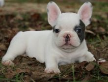 FRENCH BULLDOG PUPPIES