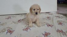 Goldendoodle Puppies