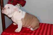 Gorgeous English Bulldog puppies available