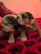 Gorgeous English Bulldog puppies available