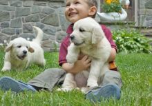 handsome, lovable golden puppies , full akc