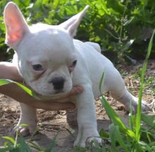 i have male and female french bulldog