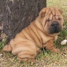 Lovely pure breed Chinese Shar Pei puppies.