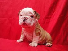 Pedigree English bulldogs