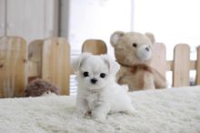 Priceless Pedigree Maltese Puppy Ready For Adoption!