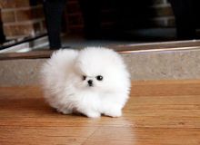 Priceless White Pomeranian Puppy For Adoption