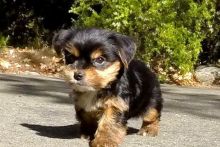 Purebred tiny teacup Yorkie puppies.