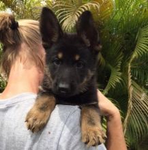 Quality German Shepherd puppies