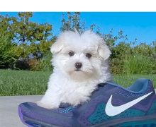 Quality Registered Maltese puppies