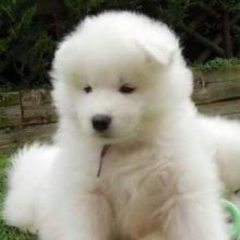 strong and healthy Samoyed puppies available