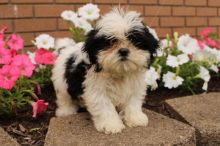 Teacup shih tzu puppies now available