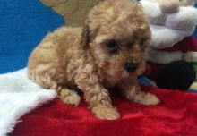 TOY POODLE PUPPIES
