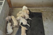 Two Labrador puppies for free