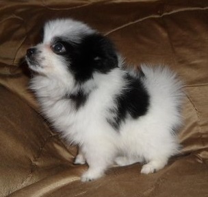 Adorable Pomeranian Puppy Image eClassifieds4u