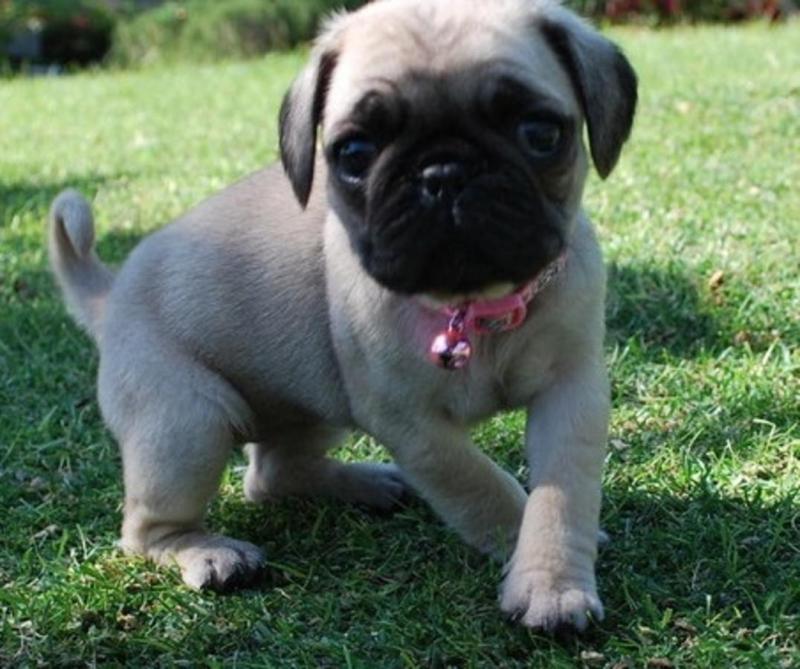 Beautiful Pug Puppies!! Image eClassifieds4u