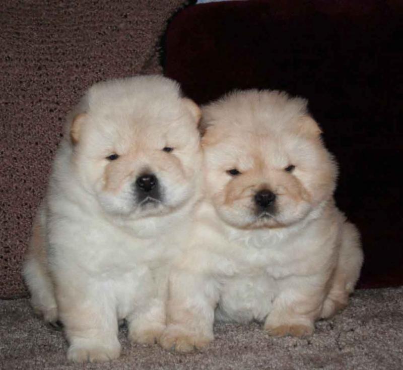 chunky Chow Chow Puppies Image eClassifieds4u