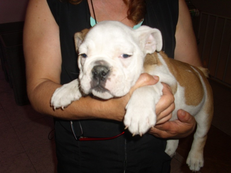 English Bulldog Puppies For Sale Image eClassifieds4u