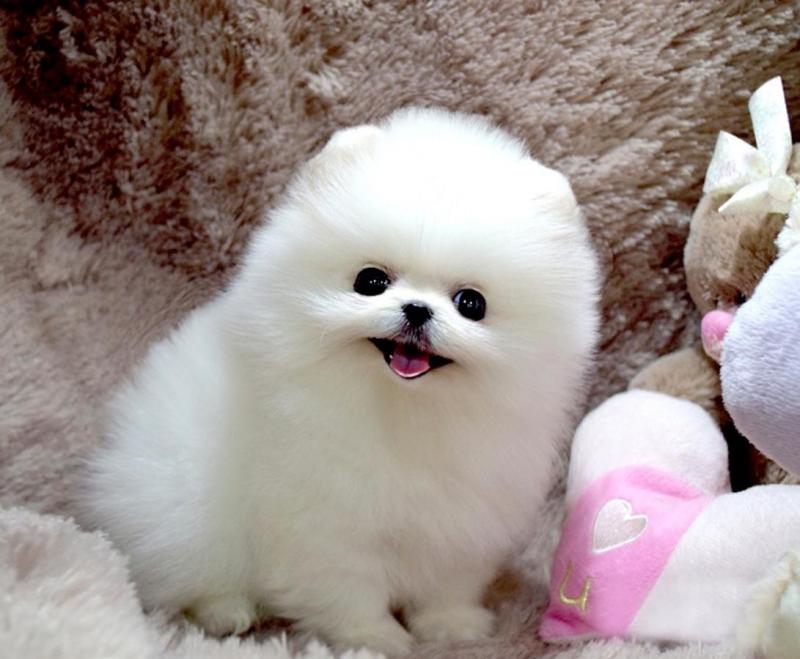 Free Pomeranians Puppies Image eClassifieds4u