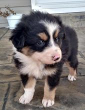 Intelligent Australian Shepherd Puppies Image eClassifieds4U