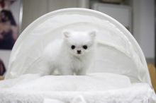 Adorable outstanding Maltese puppies Image eClassifieds4U