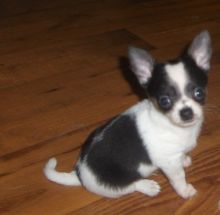 Chihuahua Puppies Image eClassifieds4U