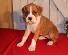 Cute Boxer Puppies Image eClassifieds4U