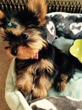 Home raised yorkie puppies for rehoming Image eClassifieds4U