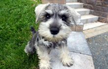 Miniature Schnauzers Image eClassifieds4U