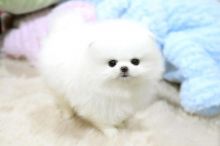 Priceless White Pomeranian Puppy For Adoption Image eClassifieds4U